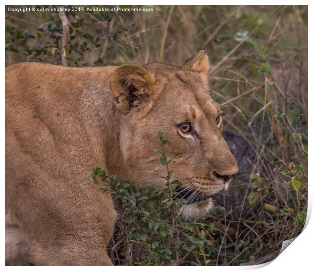 Lioness in Kwa Madwala Reserve Print by colin chalkley