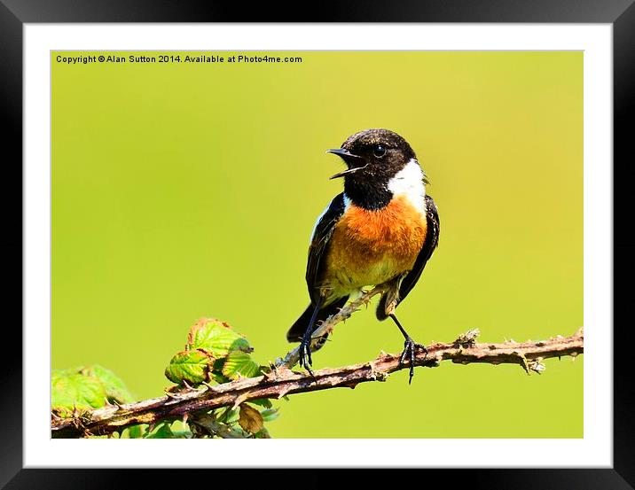 Stonechat (male) Framed Mounted Print by Alan Sutton