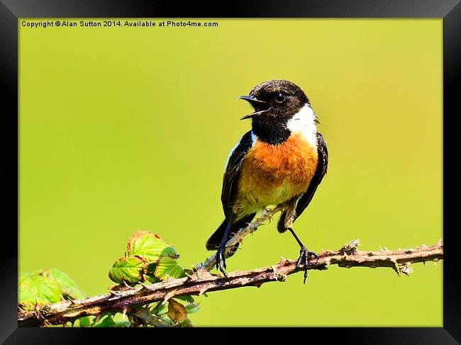 Stonechat (male) Framed Print by Alan Sutton