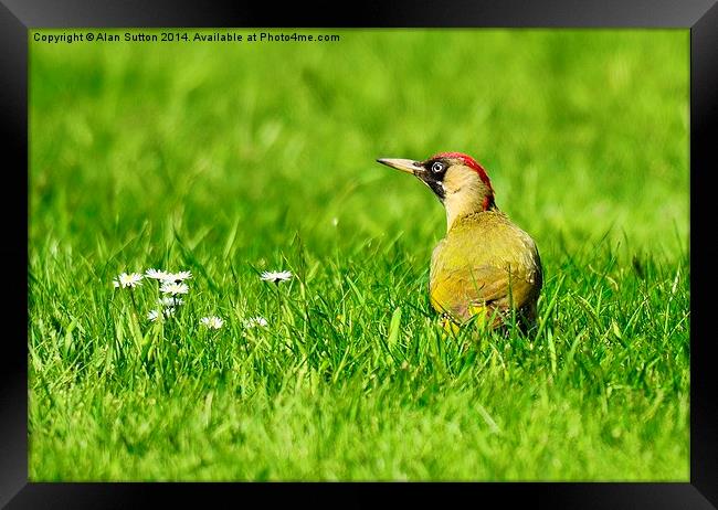 Green on Green ! Framed Print by Alan Sutton