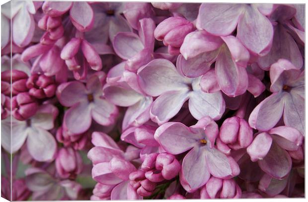pink lilac Canvas Print by Heather Newton