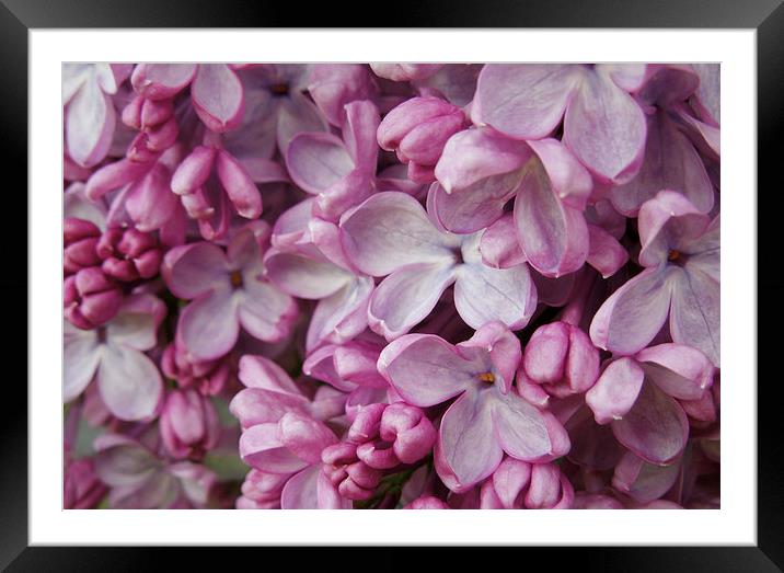 pink lilac Framed Mounted Print by Heather Newton
