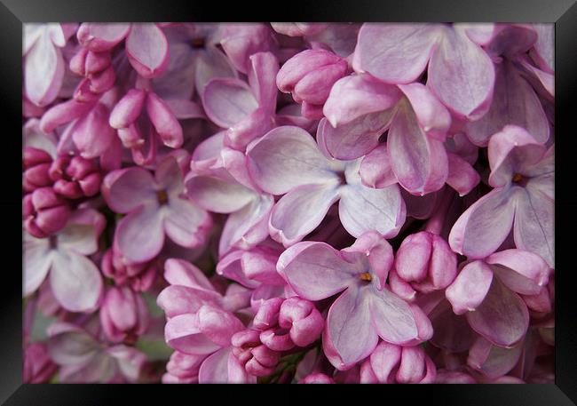 pink lilac Framed Print by Heather Newton