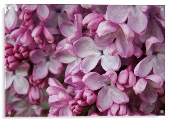 pink lilac Acrylic by Heather Newton