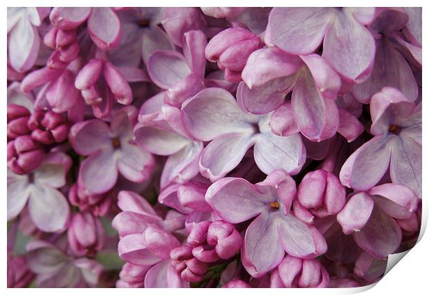 pink lilac Print by Heather Newton
