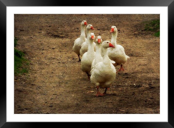following the leader Framed Mounted Print by Heather Newton
