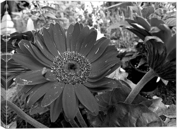 Shasta Daisy in Black and White Canvas Print by Pics by Jody Adams