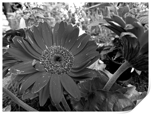 Shasta Daisy in Black and White Print by Pics by Jody Adams