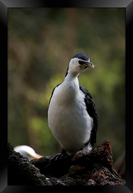 Whats That You Say? Framed Print by Graham Palmer