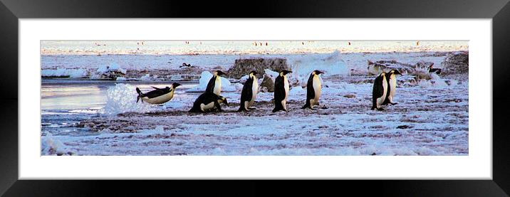 Emperor Penguins Coming Home Framed Mounted Print by Carole-Anne Fooks