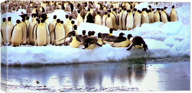 Emperor Penguins Going Fishing Canvas Print by Carole-Anne Fooks