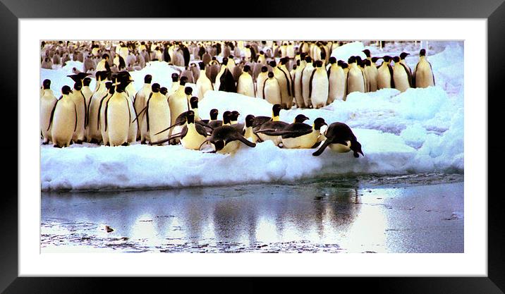 Emperor Penguins Going Fishing Framed Mounted Print by Carole-Anne Fooks