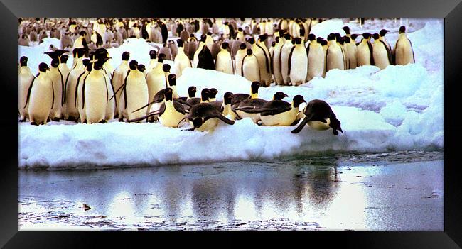 Emperor Penguins Going Fishing Framed Print by Carole-Anne Fooks