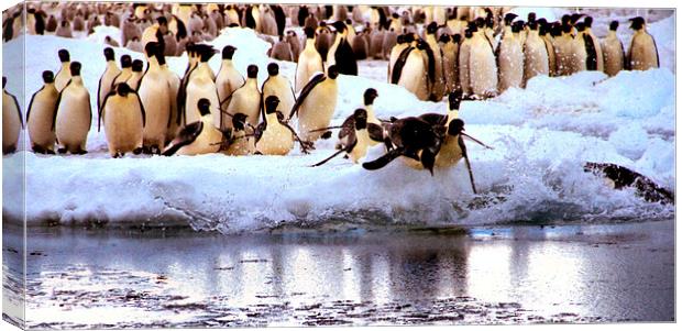 Emperor Penguins Going Fishing Canvas Print by Carole-Anne Fooks