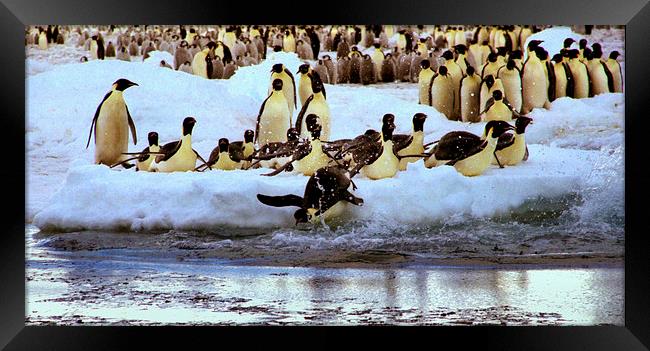Emperor Penguins Going Fishing Framed Print by Carole-Anne Fooks