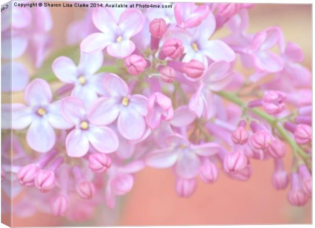 Pale Lilac Canvas Print by Sharon Lisa Clarke