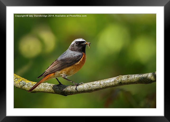 Male redstart with food for chicks Framed Mounted Print by Izzy Standbridge