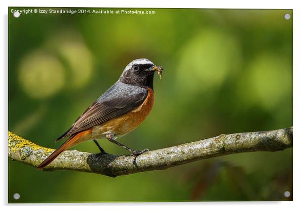 Male redstart with food for chicks Acrylic by Izzy Standbridge