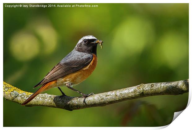Male redstart with food for chicks Print by Izzy Standbridge
