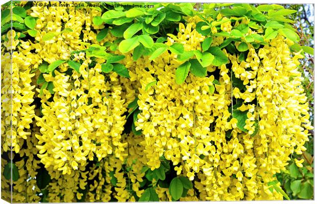 Laburnum, commonly called golden chain Canvas Print by Frank Irwin