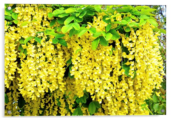 Laburnum, commonly called golden chain Acrylic by Frank Irwin