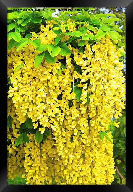 Laburnum, commonly called golden chain Framed Print by Frank Irwin