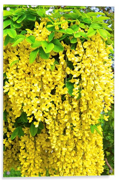 Laburnum, commonly called golden chain Acrylic by Frank Irwin