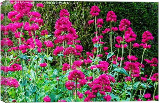 Red Valerian in all its glory Canvas Print by Frank Irwin