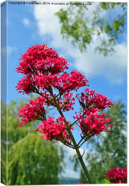 Red Valerian in all its glory Canvas Print by Frank Irwin