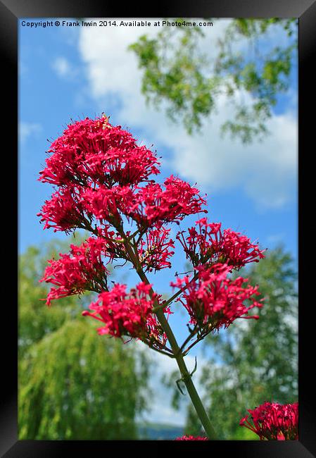Red Valerian in all its glory Framed Print by Frank Irwin