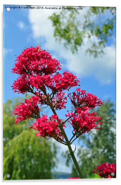 Red Valerian in all its glory Acrylic by Frank Irwin