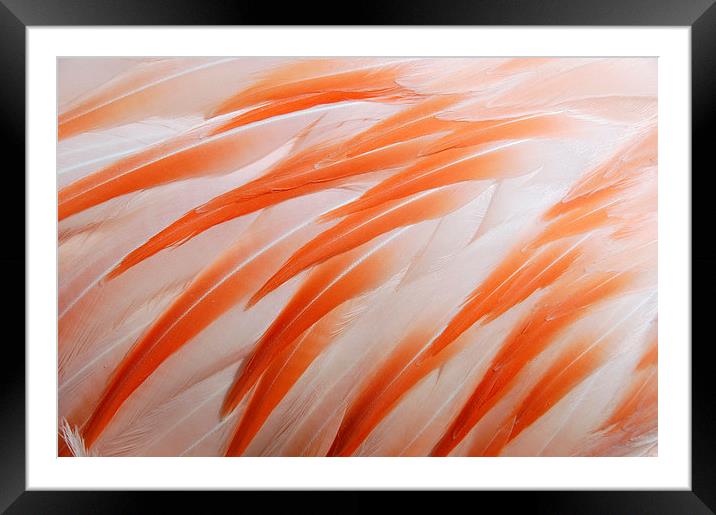 Flamingo feathers orange and white Framed Mounted Print by Matthias Hauser