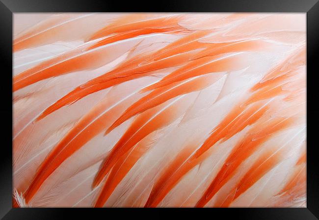 Flamingo feathers orange and white Framed Print by Matthias Hauser