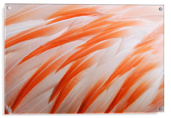 Flamingo feathers orange and white Acrylic by Matthias Hauser