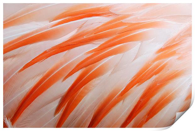 Flamingo feathers orange and white Print by Matthias Hauser