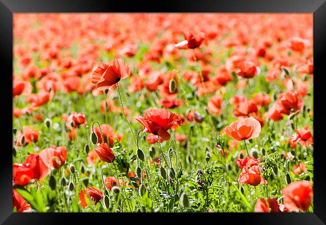 Time of poppies Framed Print by Chiara Cattaruzzi