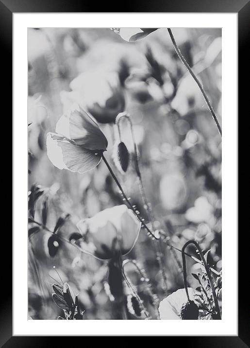 Poppies Framed Mounted Print by Chiara Cattaruzzi