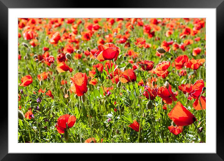 Field of poppies Framed Mounted Print by Chiara Cattaruzzi