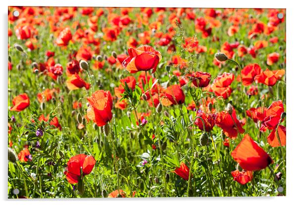 Field of poppies Acrylic by Chiara Cattaruzzi