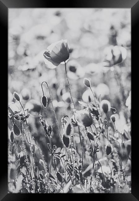 Poppies in B/W Framed Print by Chiara Cattaruzzi