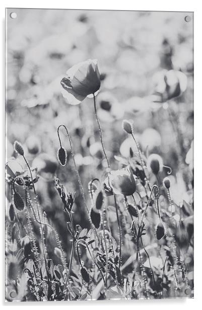Poppies in B/W Acrylic by Chiara Cattaruzzi