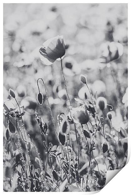 Poppies in B/W Print by Chiara Cattaruzzi