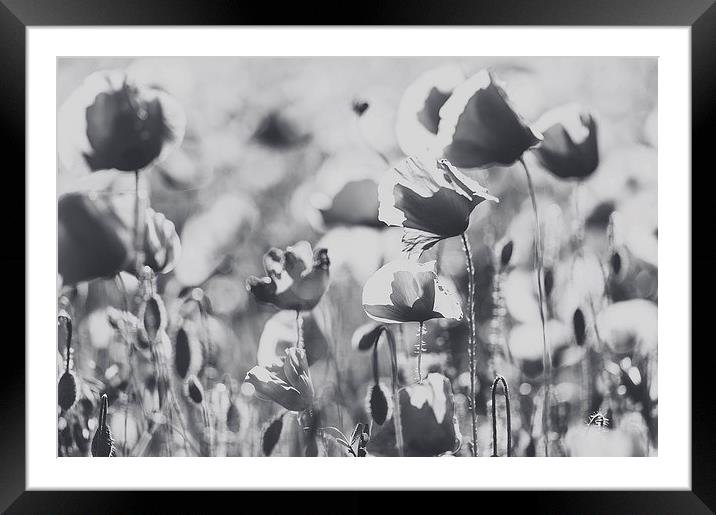 Poppies in B/W Framed Mounted Print by Chiara Cattaruzzi