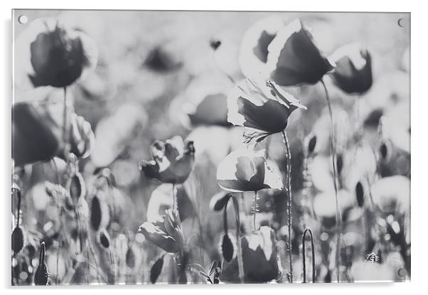Poppies in B/W Acrylic by Chiara Cattaruzzi
