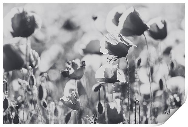 Poppies in B/W Print by Chiara Cattaruzzi