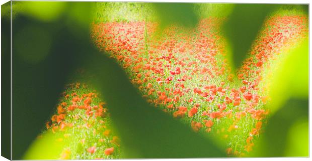 Field of poppies Canvas Print by Chiara Cattaruzzi