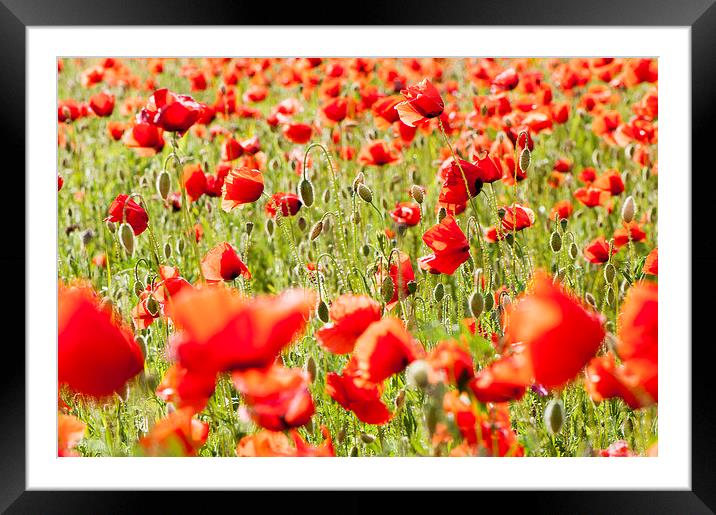 Field of poppies Framed Mounted Print by Chiara Cattaruzzi