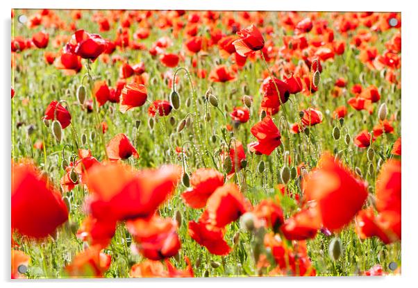 Field of poppies Acrylic by Chiara Cattaruzzi