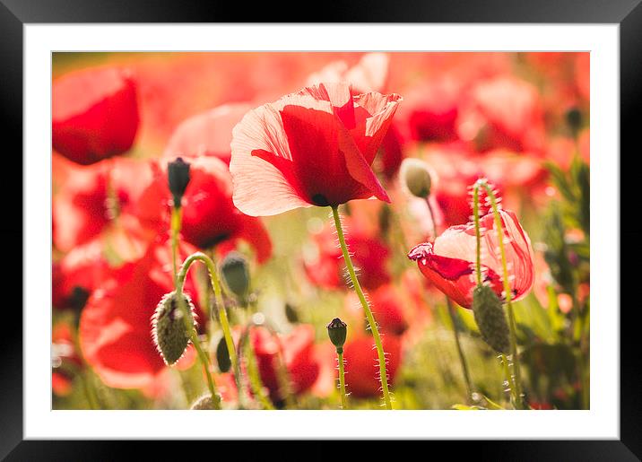 Poppies on the sunset Framed Mounted Print by Chiara Cattaruzzi