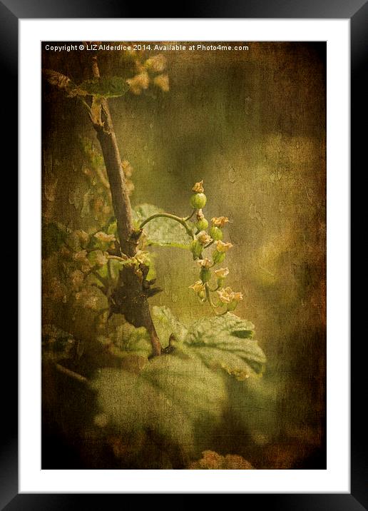 Young Redcurrants Framed Mounted Print by LIZ Alderdice